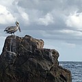 Le Pelican Photograph by Medge Jaspan Le Pelican Photograph by Medge Jaspan
