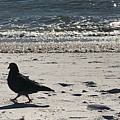 Le Pigeon Photograph by Medge Jaspan Le Pigeon Photograph by Medge Jaspan