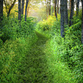 Lead the Way Photograph by Brad Bellisle Lead the Way Photograph by Brad Bellisle