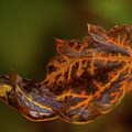 Leaf On Fire by Dodie Ross