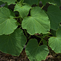 Leaf Pattern and Texture Photograph by Kae Cheatham Leaf Pattern and Texture Photograph by Kae Cheatham