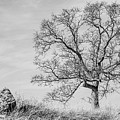Leafless Oak Tree by Mike Fusaro