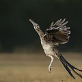 Leaping to feed Photograph by Puttaswamy Ravishankar Leaping to feed Photograph by Puttaswamy Ravishankar
