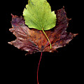 Leaf 29 by David J Bookbinder