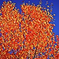 Leaves Of Orange Photograph by David Desautel Leaves Of Orange Photograph by David Desautel