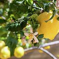 Lemon blossoms and lovely lemon in the Mediterranean garden Photograph by Adriana Mueller Lemon blossoms and lovely lemon in the Mediterranean garden Photograph by Adriana Mueller
