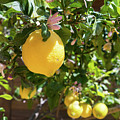 Blooming lemon tree in the Mediterranean garden Photograph by Adriana Mueller Blooming lemon tree in the Mediterranean garden Photograph by Adriana Mueller