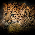 Leopard Cub Photograph by Chris Boulton Leopard Cub Photograph by Chris Boulton