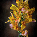 Leopard Lilies Photograph by Endre Balogh Leopard Lilies Photograph by Endre Balogh