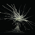 Leptophrys Amoeba Digital Art by Kate Solbakk Leptophrys Amoeba Digital Art by Kate Solbakk