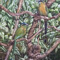 Lesson's Motmots by Barry Kent MacKay