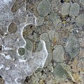 Lichen and Ice Photograph by Nicola Finch Lichen and Ice Photograph by Nicola Finch