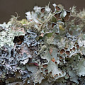 Lichen Sampler Photograph by Linda Bonaccorsi Lichen Sampler Photograph by Linda Bonaccorsi