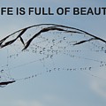 Life Is Full Of Beauty Photograph by Gallery Of Hope Life Is Full Of Beauty Photograph by Gallery Of Hope