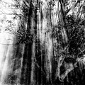 Light beams through tree in monochrome by Sheila Smart Fine Art Photography Light beams through tree in monochrome by Sheila Smart Fine Art Photography
