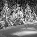 Light In The Winter Wood Photograph by Jeff Sinon Light In The Winter Wood Photograph by Jeff Sinon