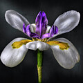 Light Painted Fairy iris by Endre Balogh