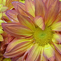 Light Pink and Yellow Daisies 1 Photograph by Amy Fose Light Pink and Yellow Daisies 1 Photograph by Amy Fose