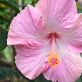 Light Pink Hibiscus 2 Photograph by Amy Fose Light Pink Hibiscus 2 Photograph by Amy Fose