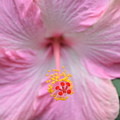Light Pink Hibiscus 3 Photograph by Amy Fose Light Pink Hibiscus 3 Photograph by Amy Fose