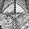 Lighthouse Glass in Black and White Photograph by Carolyn Hutchins Lighthouse Glass in Black and White Photograph by Carolyn Hutchins