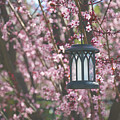 Lighting up My Spring by Laurie Search
