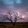 Lightning Tree Photograph by Wesley Aston Lightning Tree Photograph by Wesley Aston