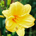 Lil' Bug on Stella D'Oro Photograph by Nancy Ayanna Wyatt Lil' Bug on Stella D'Oro Photograph by Nancy Ayanna Wyatt