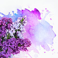 Lilac flowers on watercolor Photograph by Anastasy Yarmolovich Lilac flowers on watercolor Photograph by Anastasy Yarmolovich