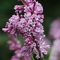 Lilac Photograph by Tammy Pool Lilac Photograph by Tammy Pool