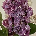 Lilacs  by Lisa White