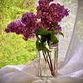 Lilak on the window sill by Alexandra's Photography