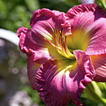 Lilies in July 2 by Mike Smale