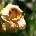 Lilies in July 3 by Mike Smale