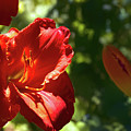 Lilies in July 4 by Mike Smale