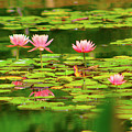 Lilly on the Lake Photograph by Marcus Jones