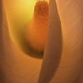 Lily 5615 by Julie Powell