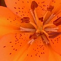 Lily Closeup Photograph by Carmen Lam Lily Closeup Photograph by Carmen Lam