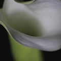 Lily Green Grey Photograph by Julie Powell Lily Green Grey Photograph by Julie Powell