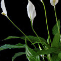 Lily Of Peace by Terence Davis
