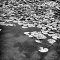 Lily Pads Photograph by Phil Perkins Lily Pads Photograph by Phil Perkins