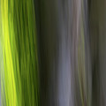 Lime and Trunks  by Vincent Bonafede
