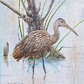 Limpkin by Barry Kent MacKay