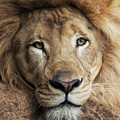 Lion close up by Sheila Smart Lion close up by Sheila Smart