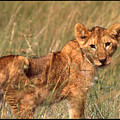 Lion Cub Looking at Photographer Photograph by Russ Considine Lion Cub Looking at Photographer Photograph by Russ Considine