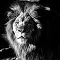 Lion portrait BW Photograph by Flees Photos Lion portrait BW Photograph by Flees Photos