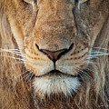 Lion by Steven Sparks Lion by Steven Sparks