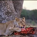 Lioness Eating Water Buffalo Photograph by Russ Considine Lioness Eating Water Buffalo Photograph by Russ Considine