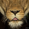 Lioness by Steven Sparks Lioness by Steven Sparks