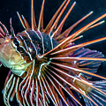 Clearfin Lionfish Photograph by WAZgriffin Digital Clearfin Lionfish Photograph by WAZgriffin Digital